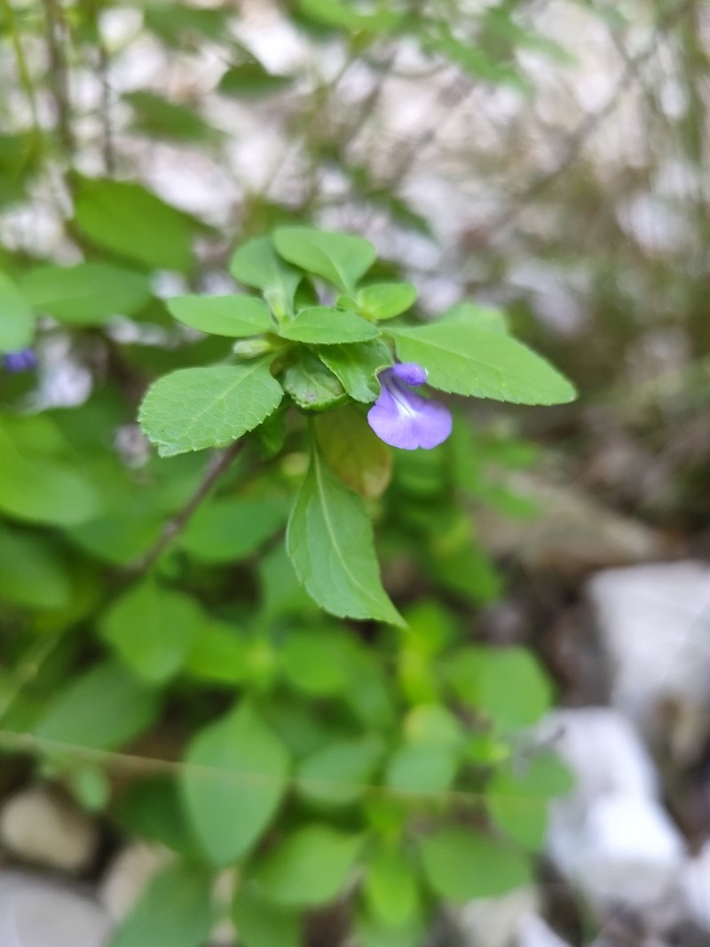 Salvia claseana