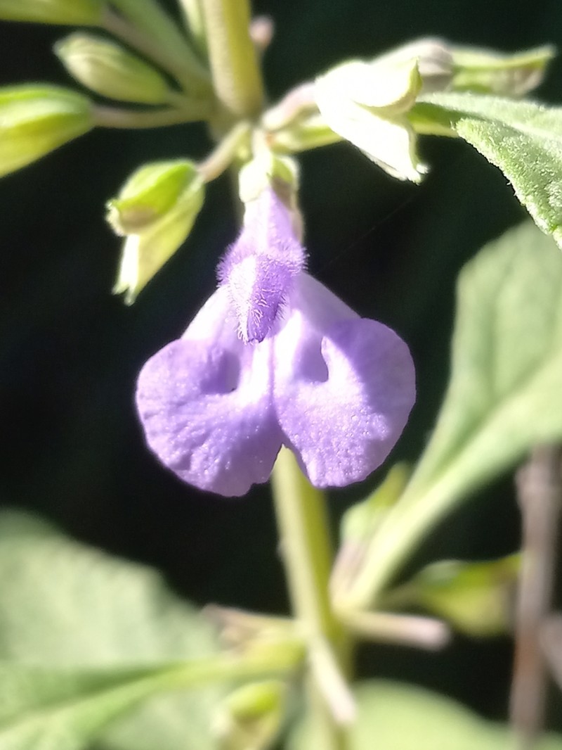 Salvia claseana photo 2