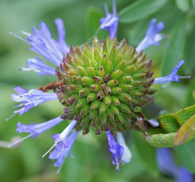 Fragrant Sage photo 4