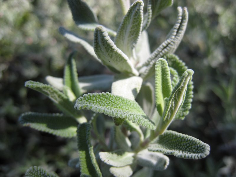 Fragrant Sage photo 5