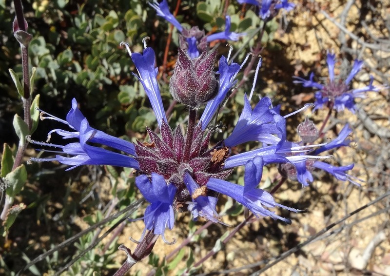 Fragrant Sage photo 4