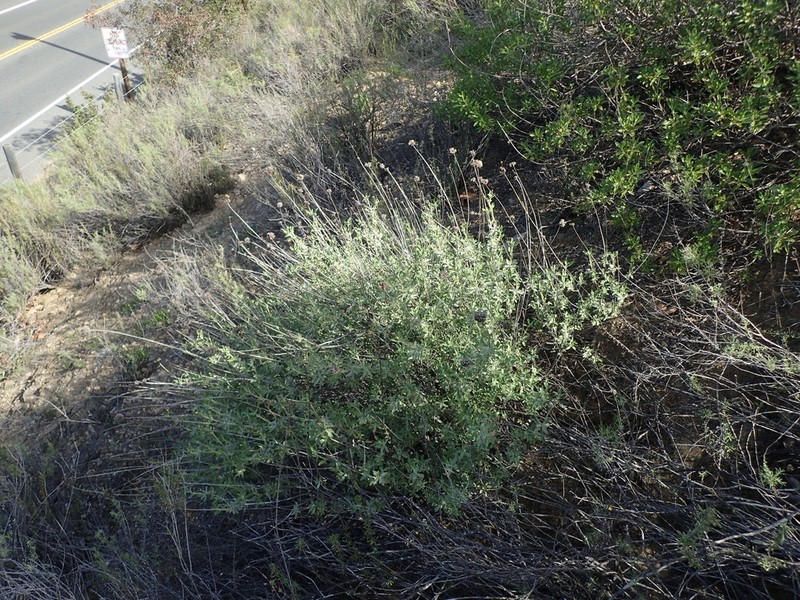 Fragrant Sage photo 5