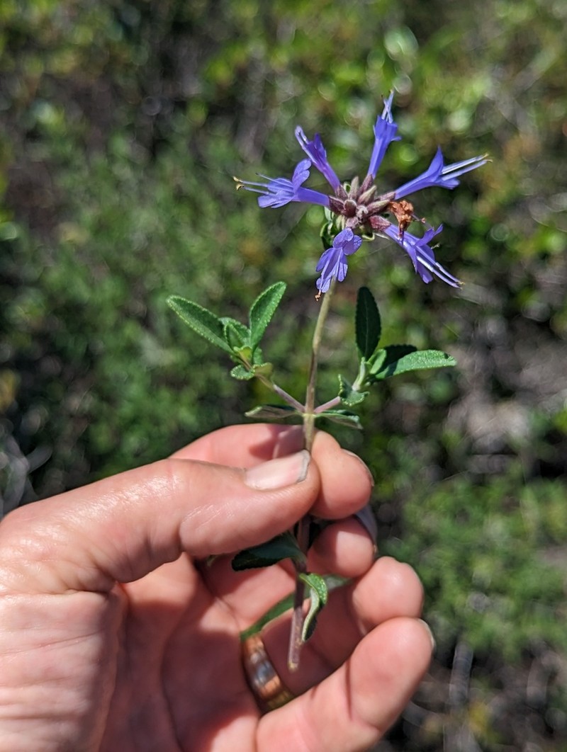 Fragrant Sage photo 6