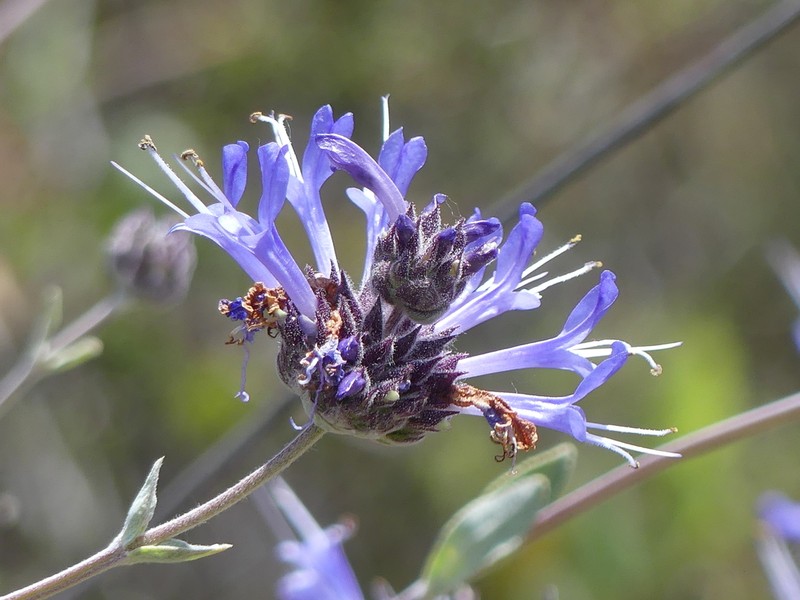 Fragrant Sage photo 7