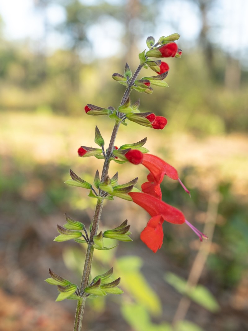 Blood Sage