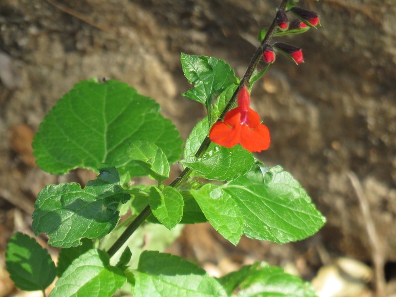 Blood Sage photo 5