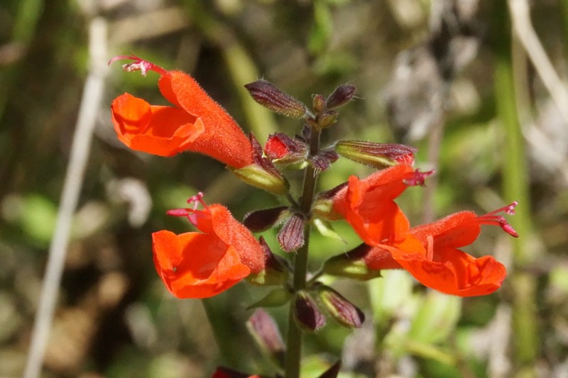 Blood Sage photo 6