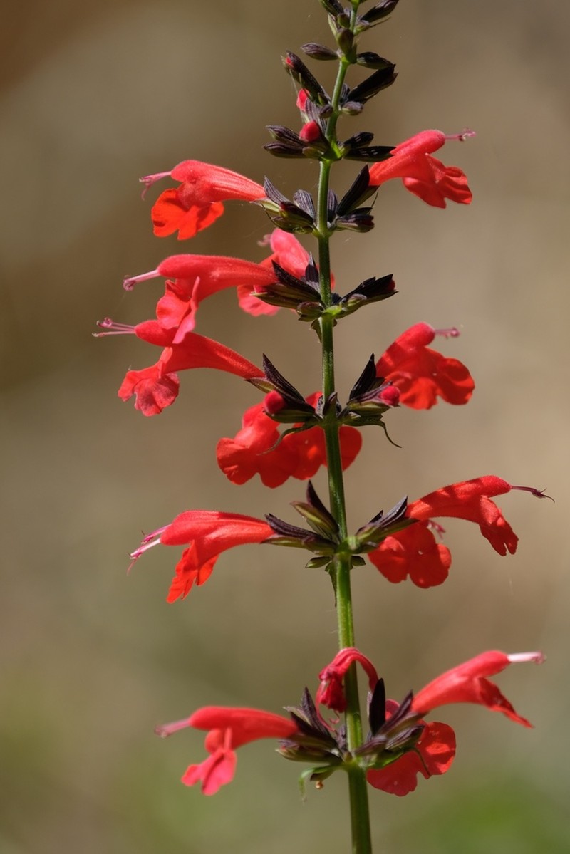 Sage photo 2