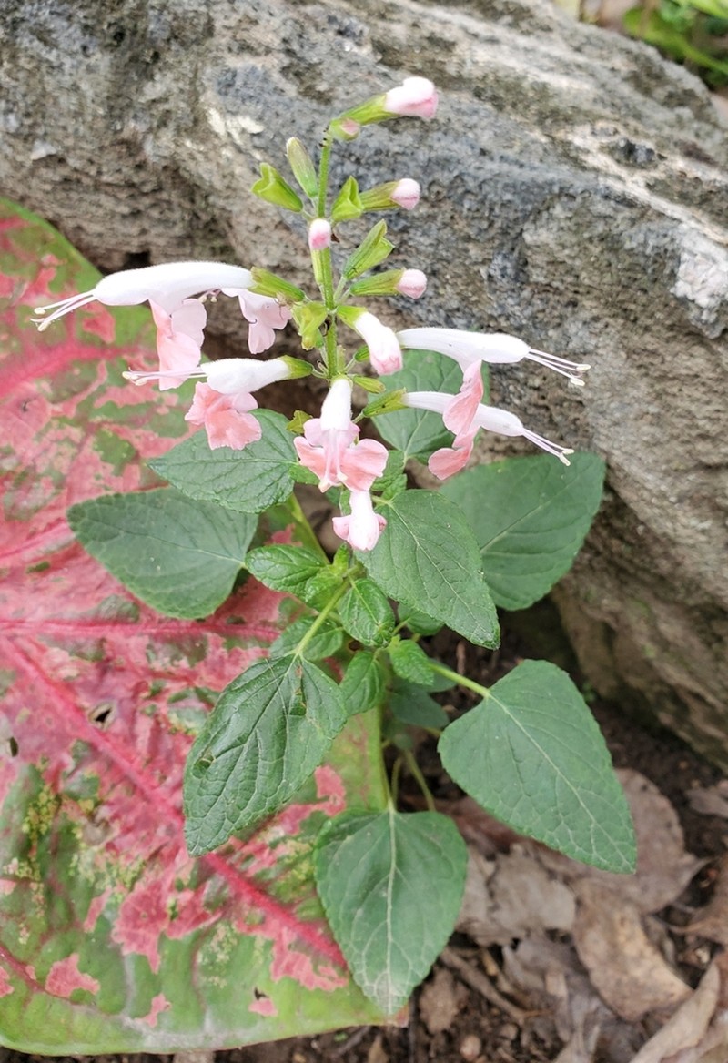 Sage photo 3