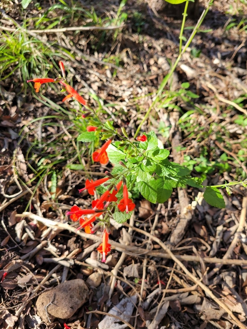 Sage photo 7