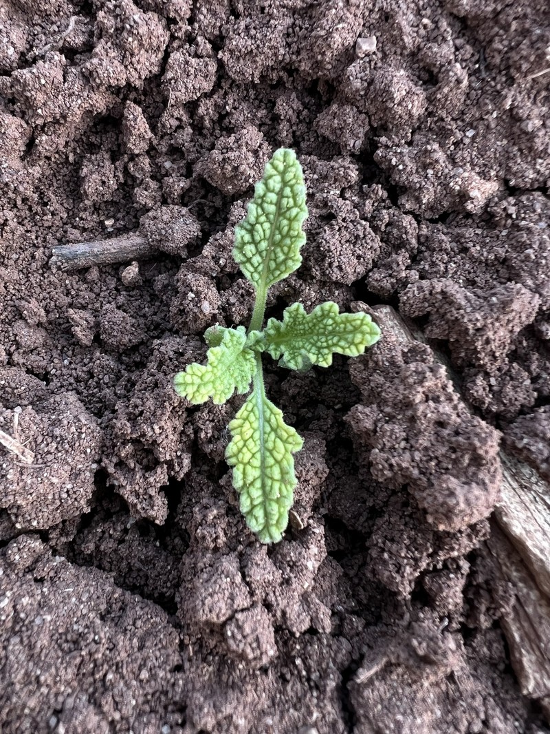 Salvia columbariae var. argillacea