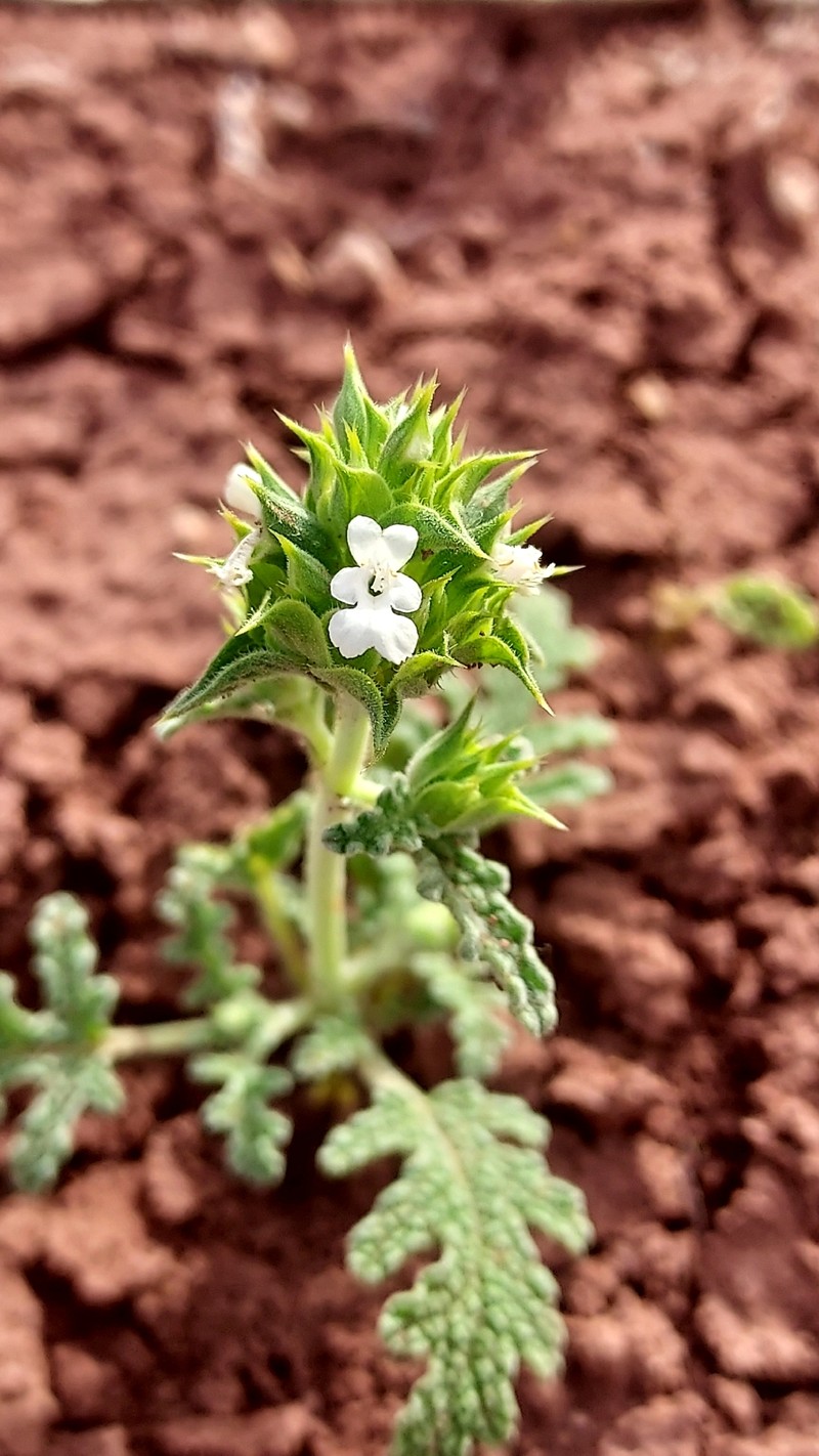Salvia columbariae var. argillacea photo 2