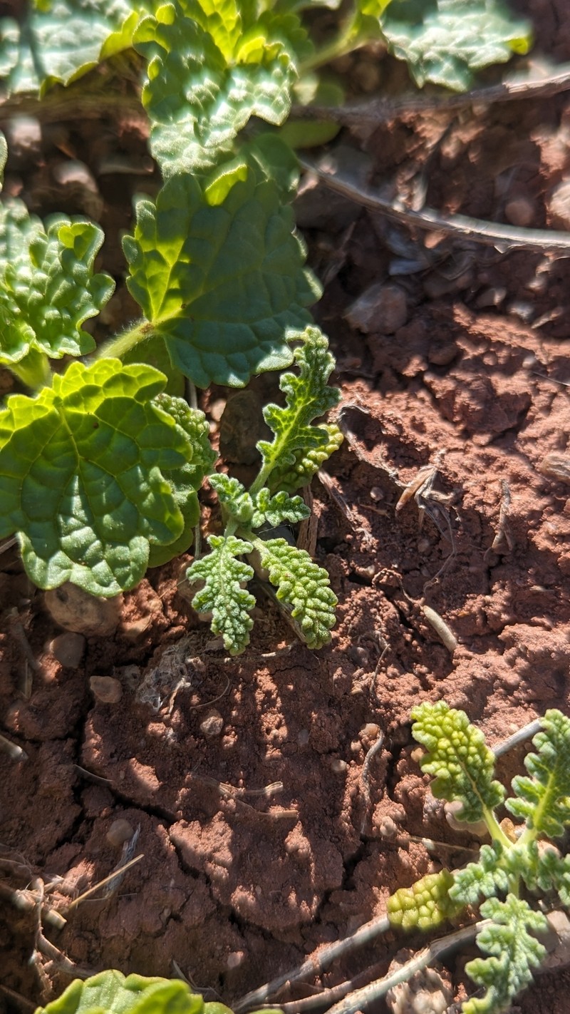 Salvia columbariae var. argillacea photo 3