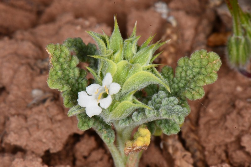 Salvia columbariae var. argillacea photo 4