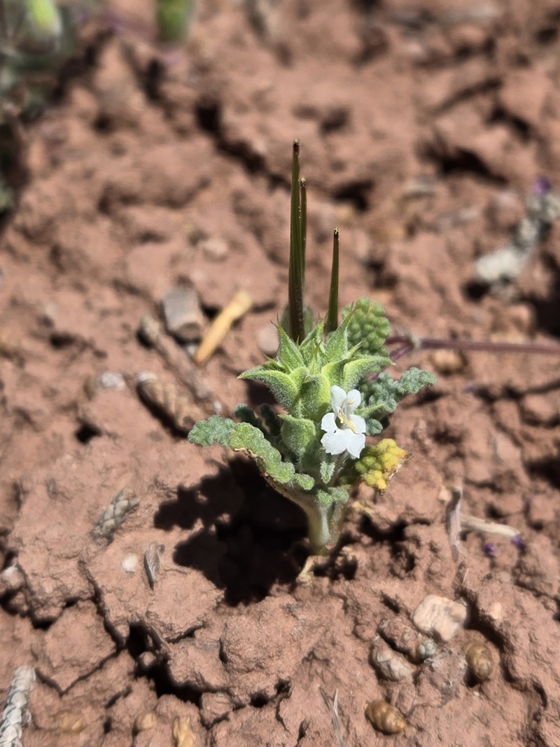 Salvia columbariae var. argillacea photo 5