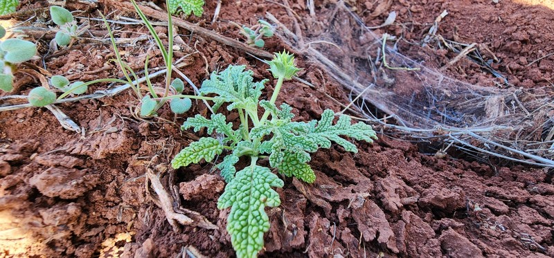 Salvia columbariae var. argillacea photo 6