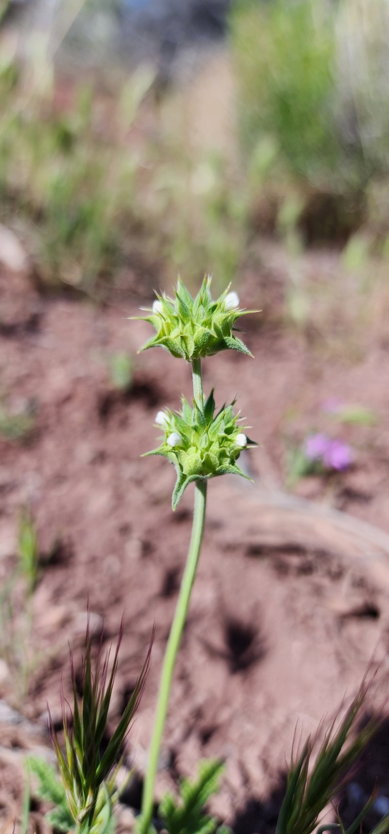 Salvia columbariae var. argillacea photo 8