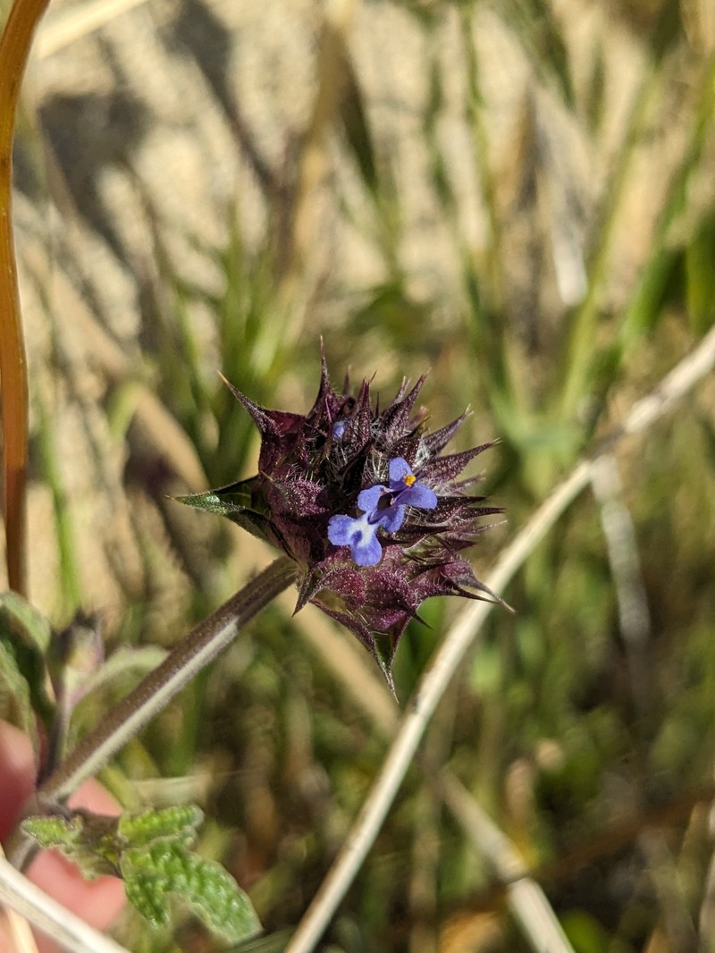 Salvia columbariae var. columbariae