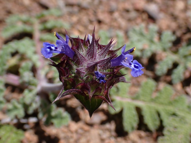 Salvia columbariae var. columbariae photo 2