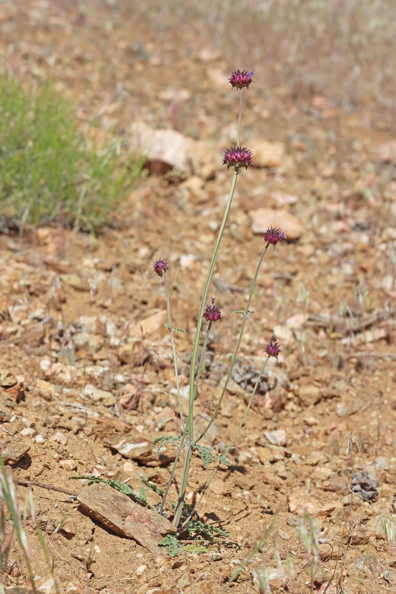 Salvia columbariae var. columbariae photo 4