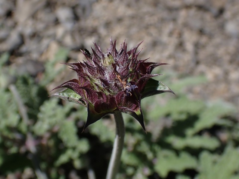 Salvia columbariae var. columbariae photo 6