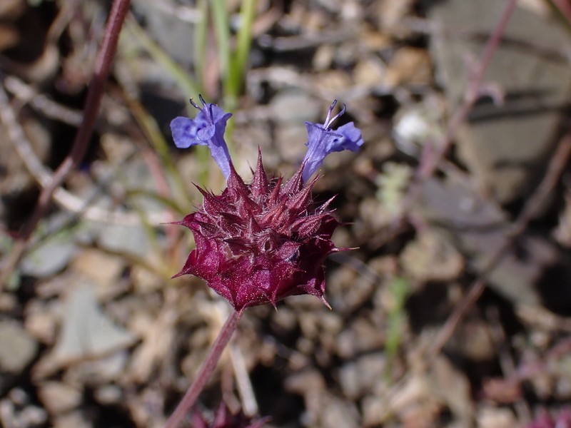 Salvia columbariae var. columbariae photo 7