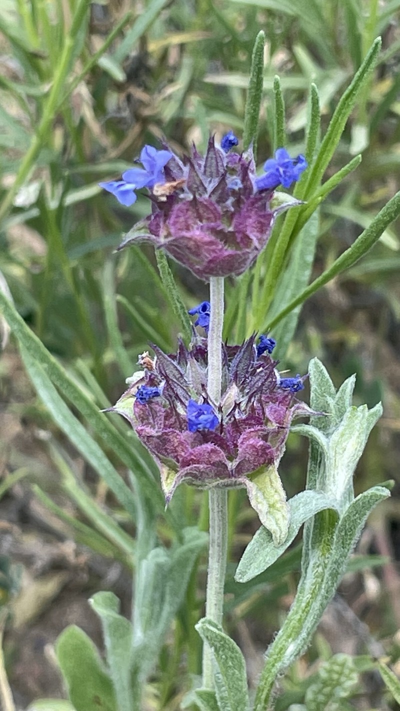 Salvia columbariae var. columbariae photo 8
