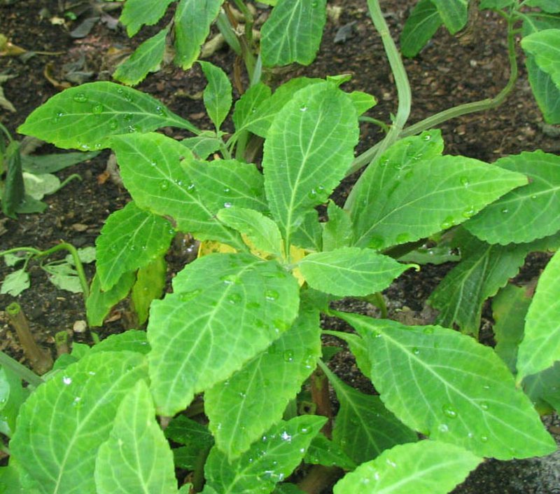 Yerba De La Pastora