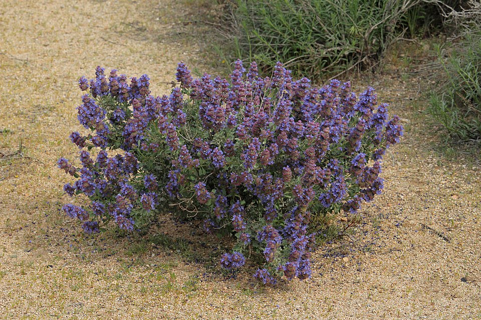 Purple Sage