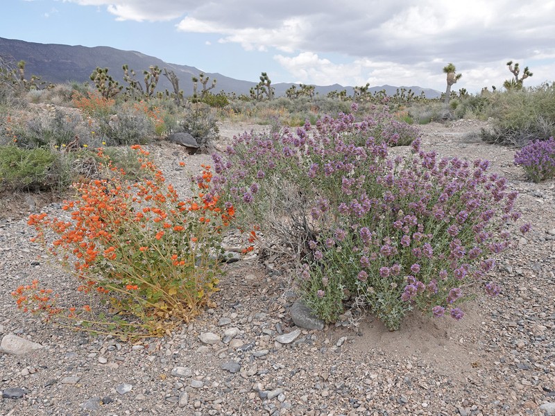 Purple Sage photo 5