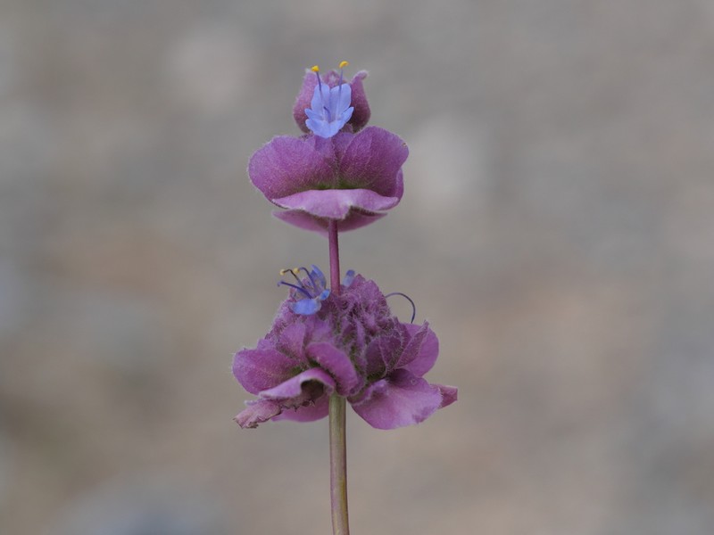 Purple Sage photo 6