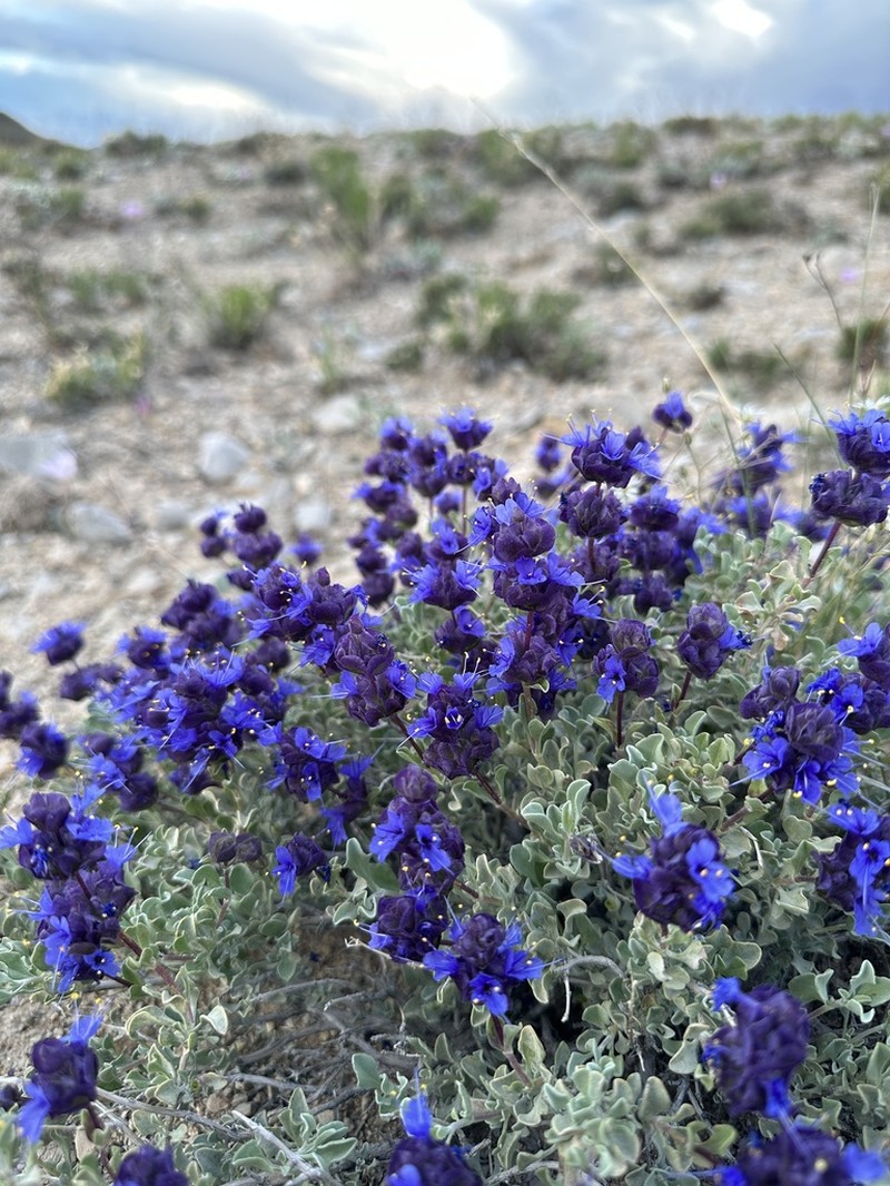 Purple Sage photo 7
