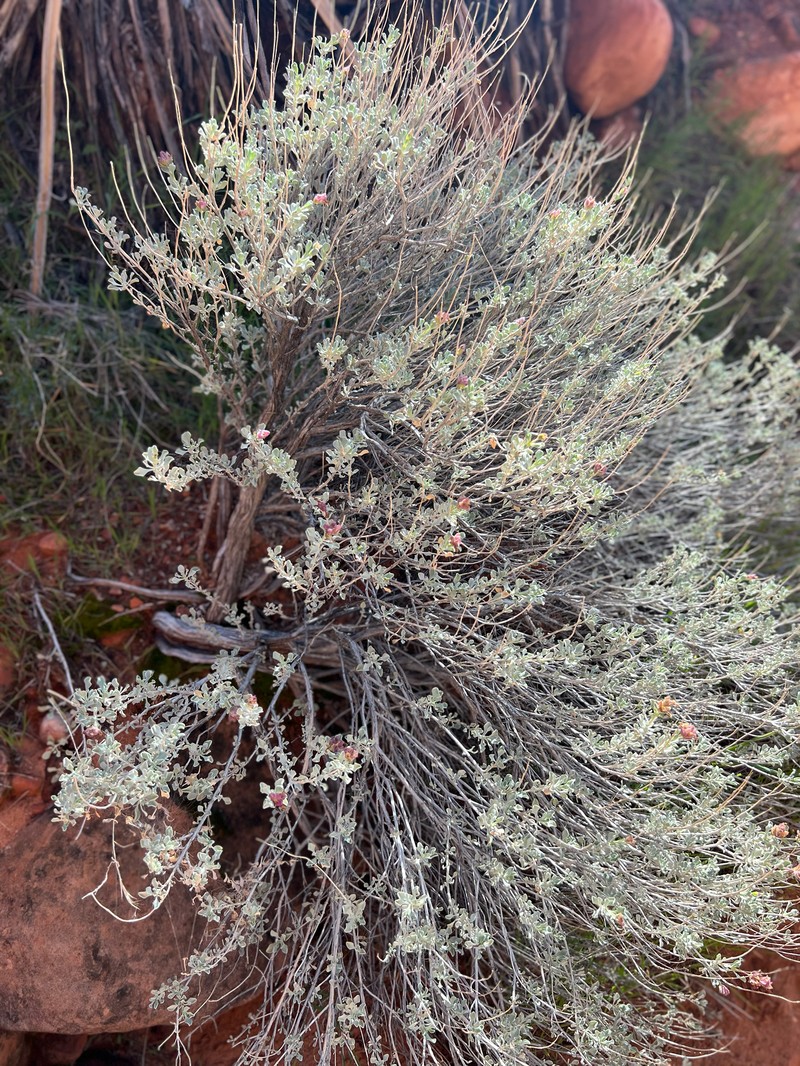 Salvia dorrii subsp. dorrii