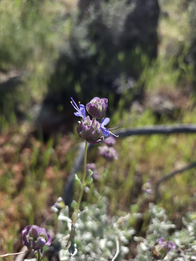 Salvia dorrii subsp. dorrii photo 3
