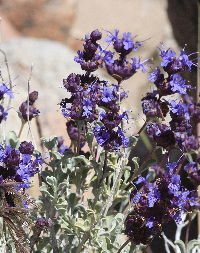 Salvia dorrii subsp. dorrii photo 7