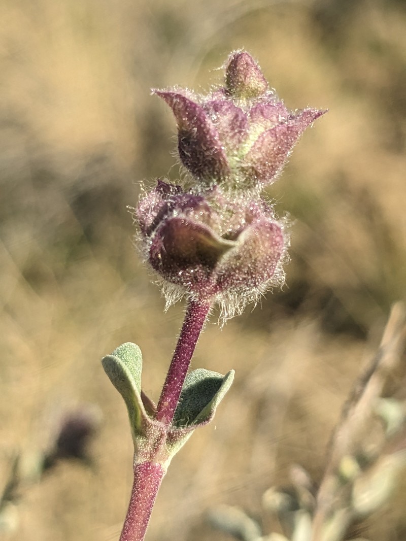 Salvia dorrii subsp. dorrii photo 8