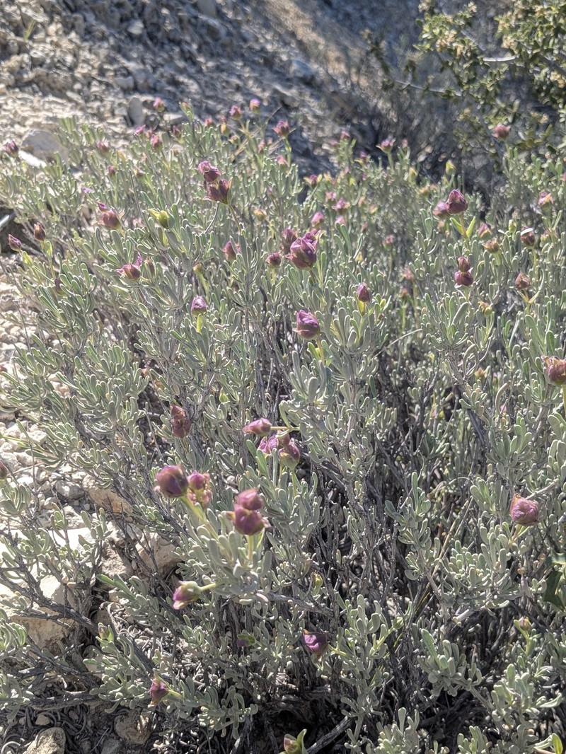 Salvia dorrii subsp. mearnsii