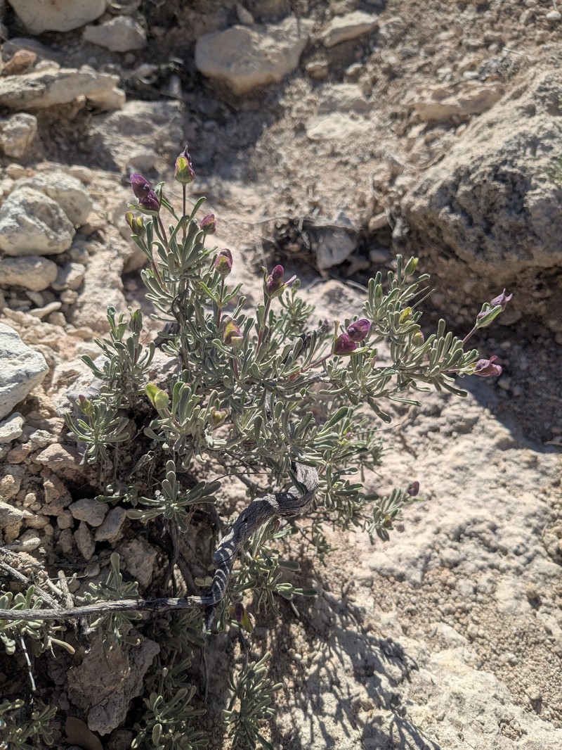 Salvia dorrii subsp. mearnsii photo 2