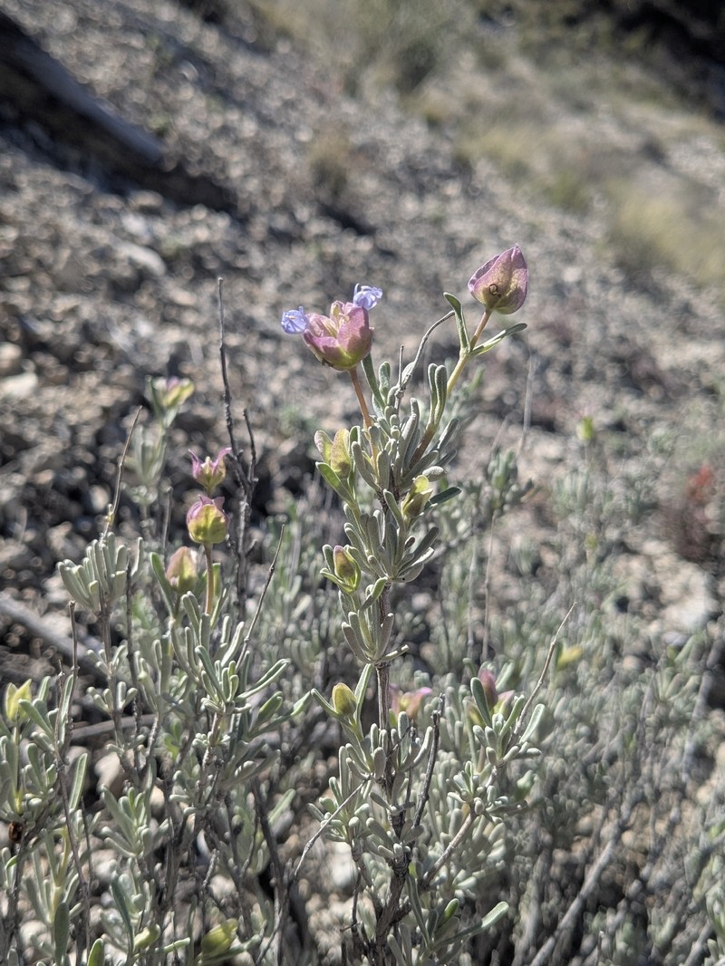 Salvia dorrii subsp. mearnsii photo 3