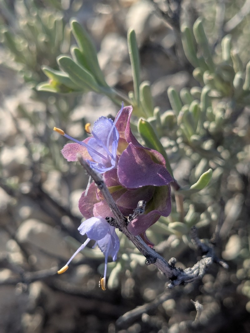 Salvia dorrii subsp. mearnsii photo 5
