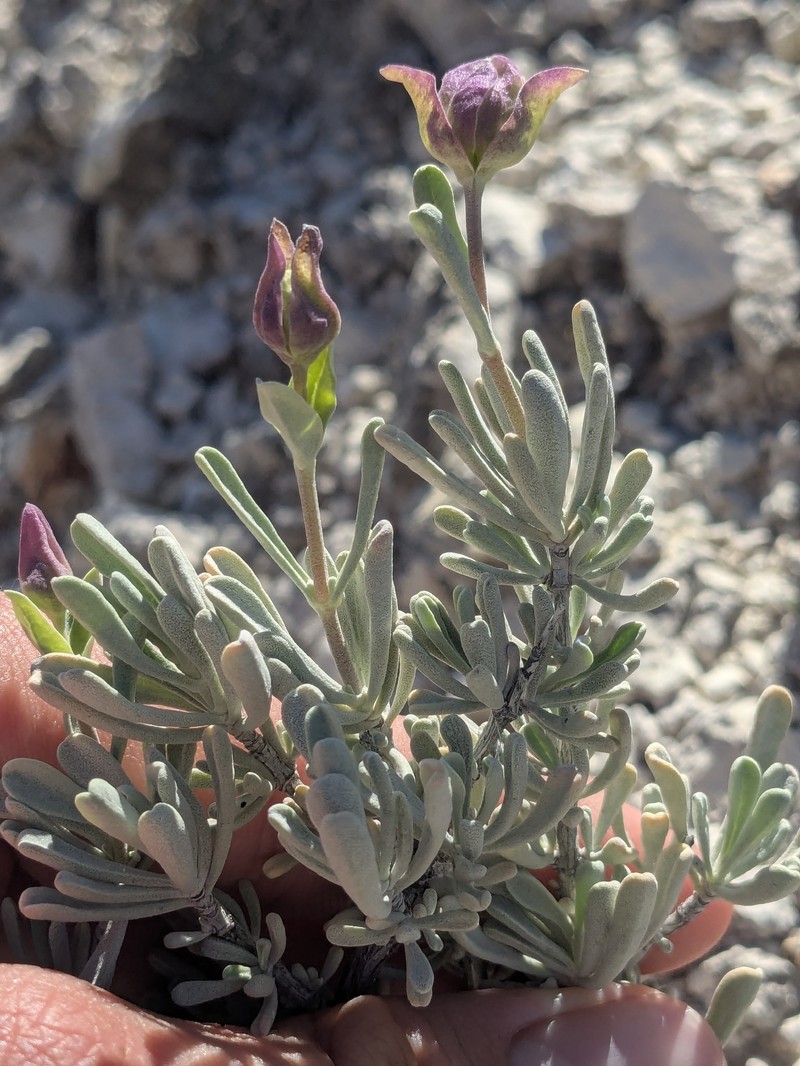 Salvia dorrii subsp. mearnsii photo 6
