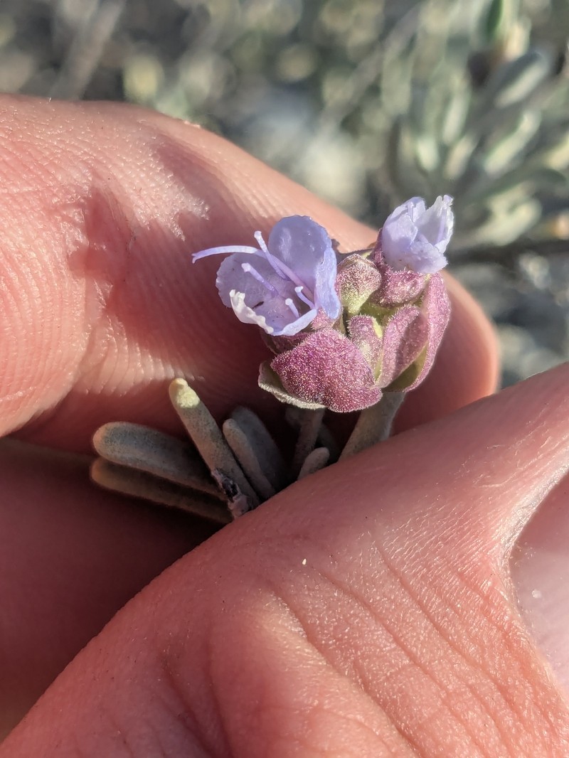Salvia dorrii subsp. mearnsii photo 7