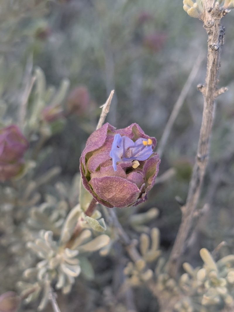 Salvia dorrii subsp. mearnsii photo 8
