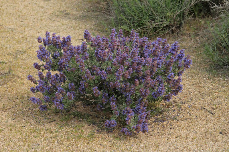 Salvia dorrii var. clokeyi