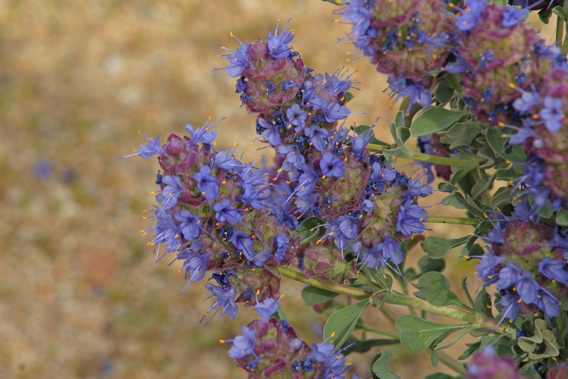 Salvia dorrii var. clokeyi photo 2