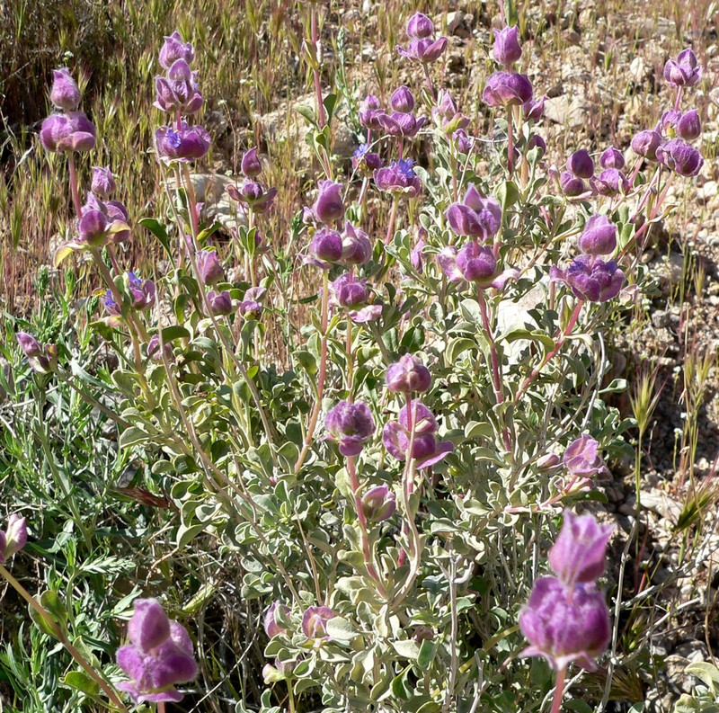 Salvia dorrii var. clokeyi photo 3