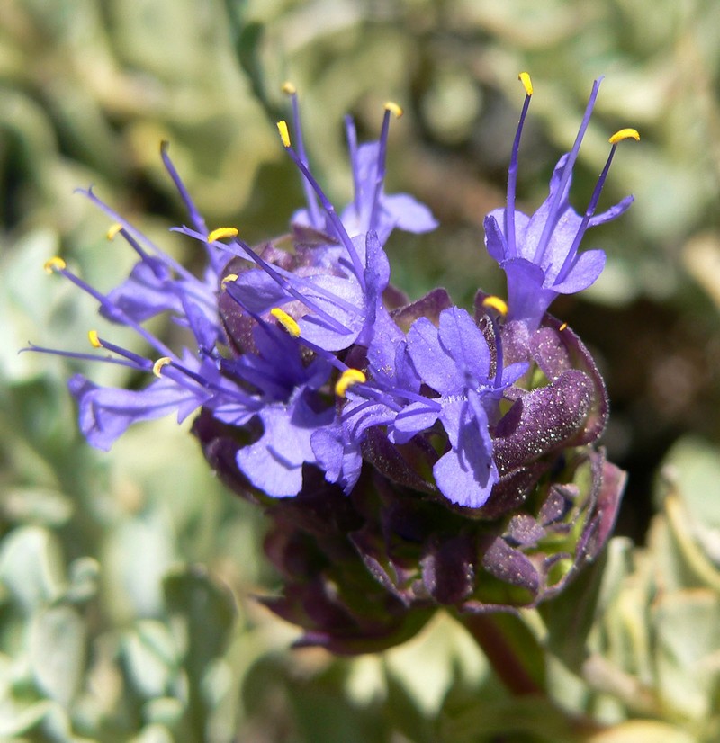 Salvia dorrii var. clokeyi photo 4