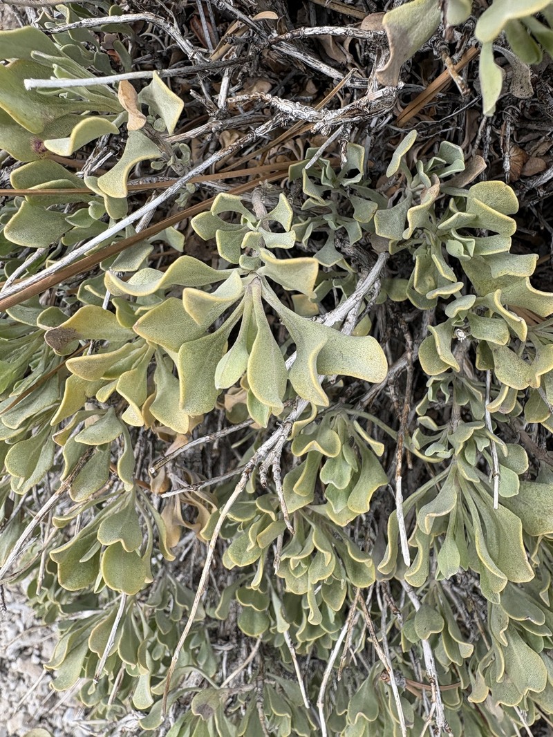 Salvia dorrii var. clokeyi photo 5