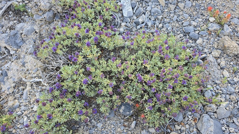 Salvia dorrii var. clokeyi photo 6