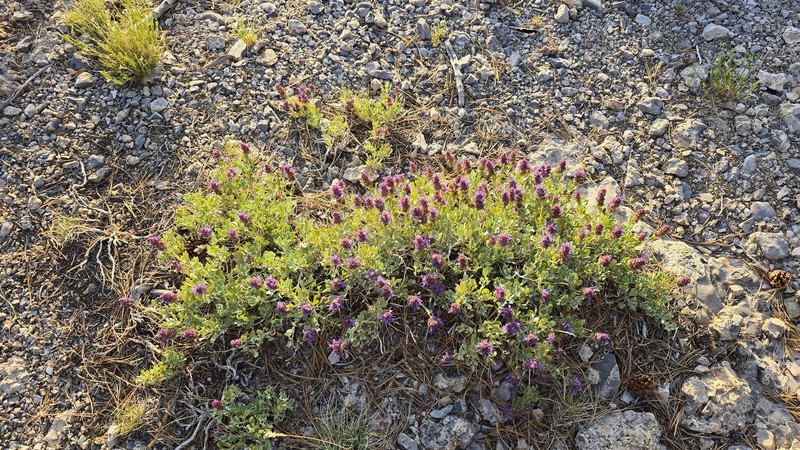 Salvia dorrii var. clokeyi photo 7
